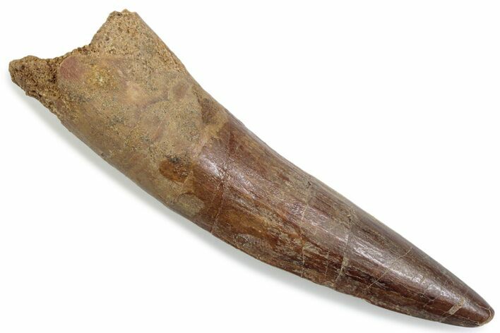 Fossil Spinosaurus Tooth - Real Dinosaur Tooth #376447